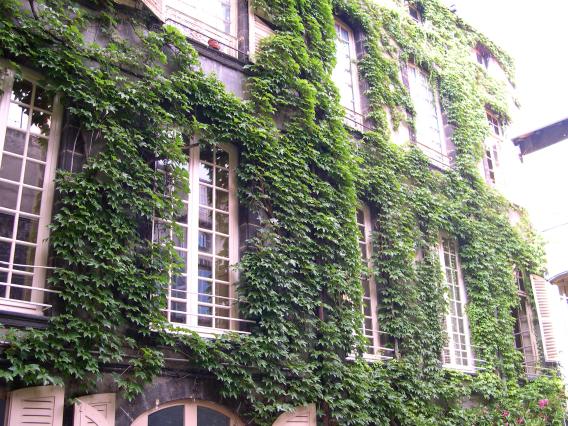  lierre sur une façade